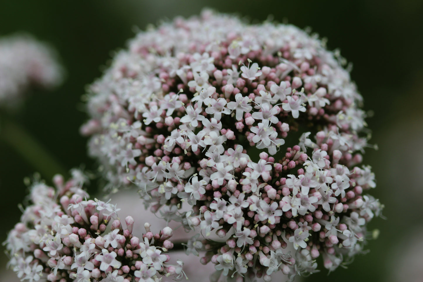 Wild Flower Common Valerian – Valeriana officinalis Seeds