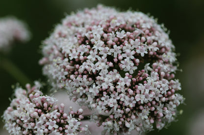 Wild Flower Common Valerian – Valeriana officinalis Seeds