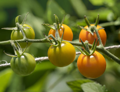 Tomato Sungold F1 Seeds