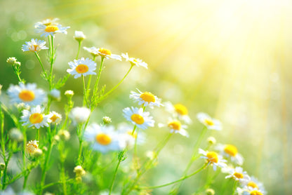 Chamomile Lawn Seeds - Roman Chamomile - Ground Cover Herb