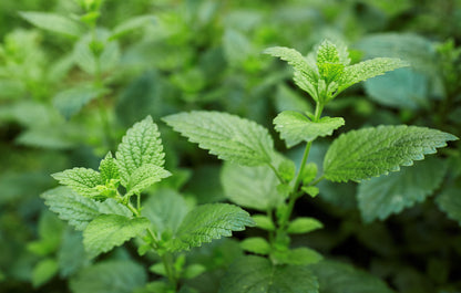 Lemon Balm Seeds - Melissa officinalis