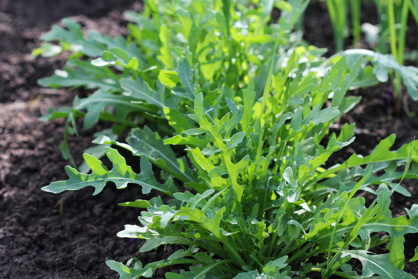 Organic Wild Rocket Seeds