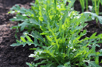 Organic Wild Rocket Seeds