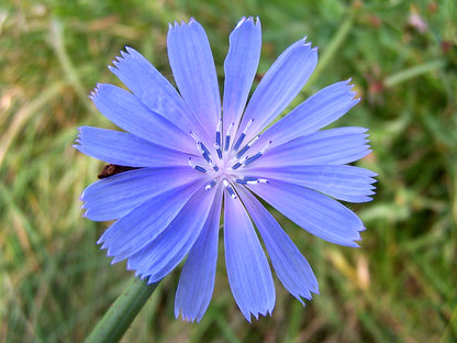 Wild Flower Chicory Cichorium Intybus Seeds