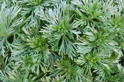 Wormwood Artemisia absinthium Seeds