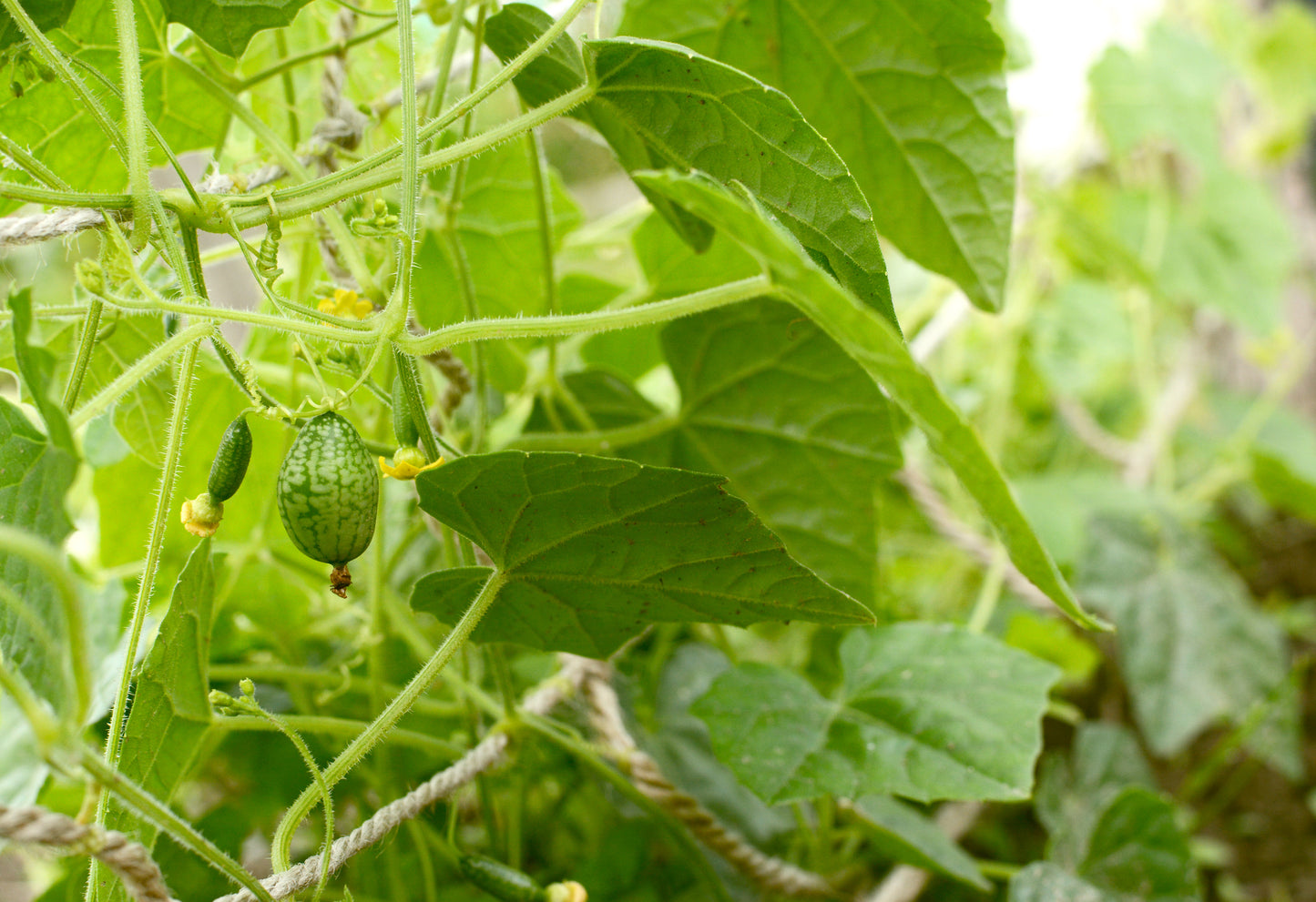 Cucamelon Seeds – Mexican Sour Gherkin