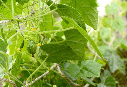 Cucamelon Seeds – Mexican Sour Gherkin