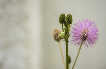 Mimosa pudica - Sensitive Plant Seeds