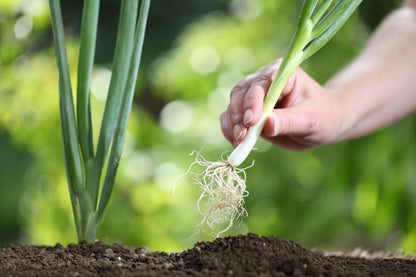Spring Onion White Lisbon Winter Hardy Seeds