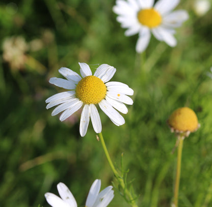 Green Feverfew Seeds