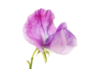 Sweet Pea Heaven Scent Mixed Seeds
