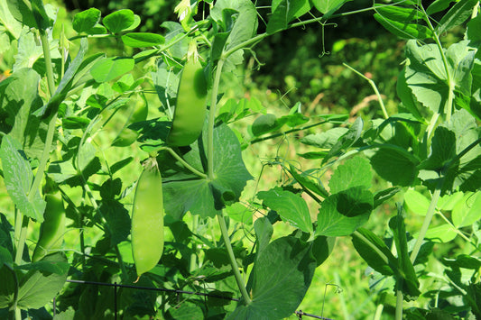 Pea Mangetout Sweet Green Norli Seeds - Dwarf Plant