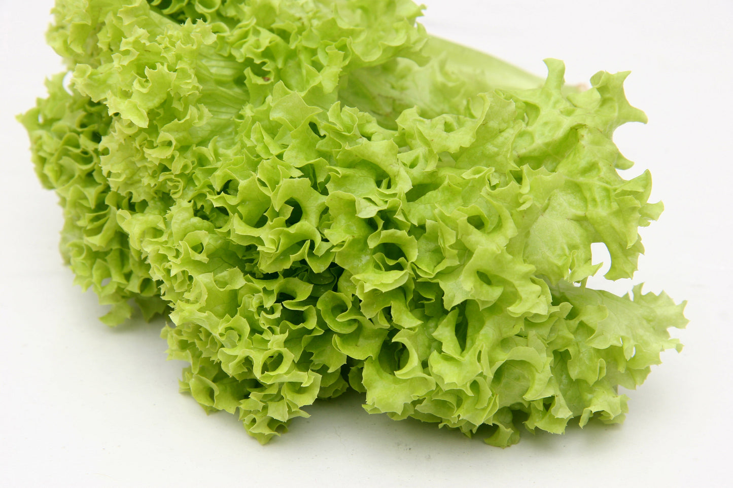 Kings Seeds Lettuce Salad Bowl 1000 Seeds