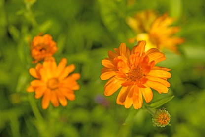 Calendula Officinalis Nova Seeds – Pot Marigold
