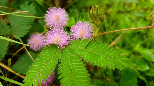 Franchi Seeds of Italy - Flower - FDBF_S 336-50 - Minosa Pudica Acaciao - Sensitive Plant - Seeds