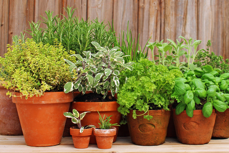 I want to grow herbs
