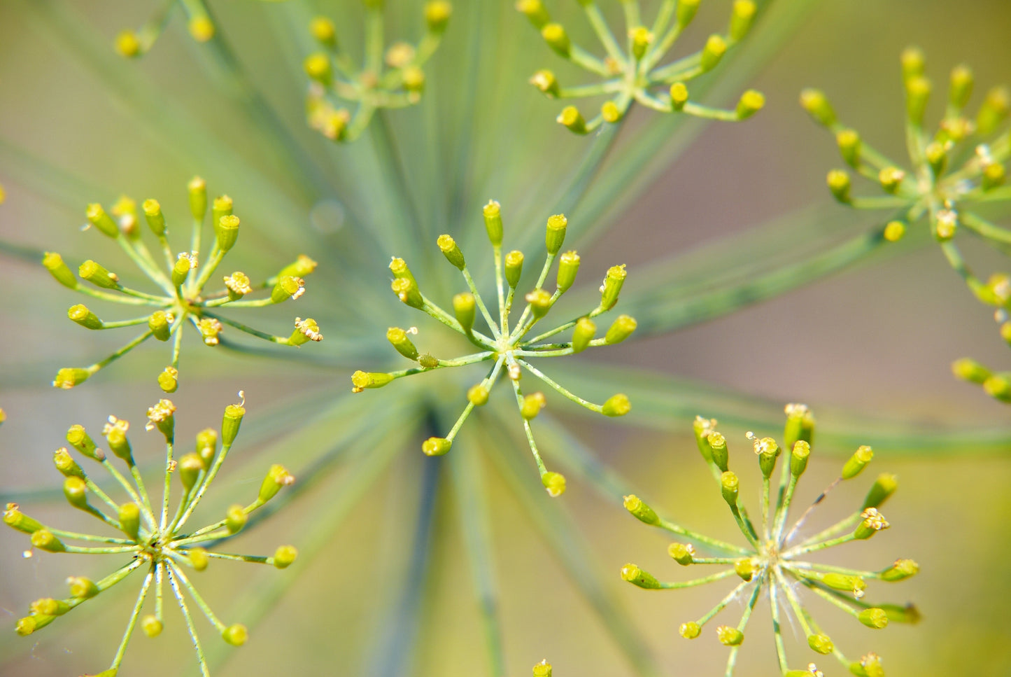 Dill Anethum graveolens Seeds
