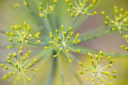 Dill Anethum graveolens Seeds