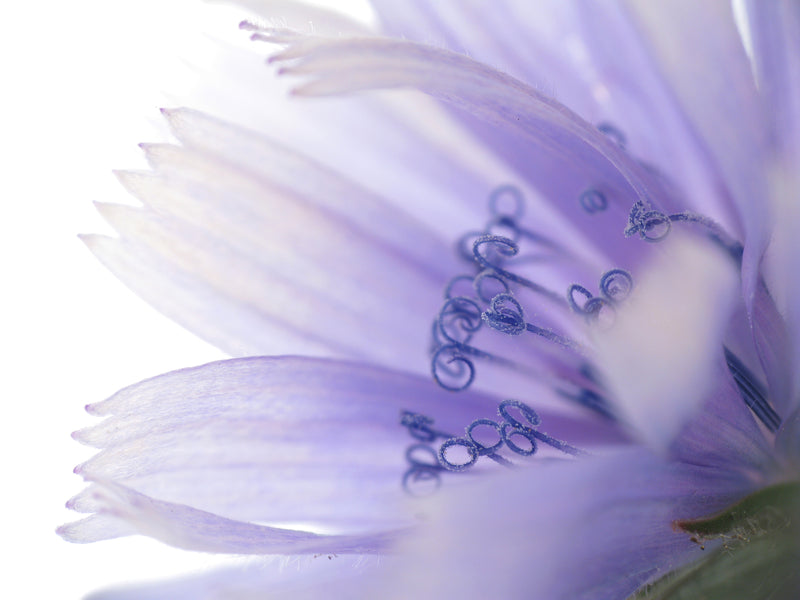 Wild Flower Chicory Cichorium Intybus Seeds