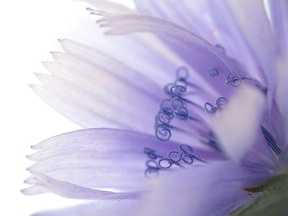 Wild Flower Chicory Cichorium Intybus Seeds