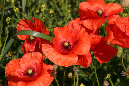 Red Field (Flanders) Poppy Seeds