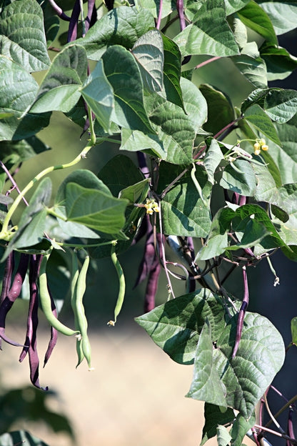 Climbing French Bean Cosse Violette Seeds – Purple Pod Variety