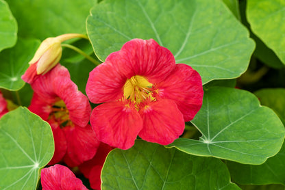 Nasturtium Cherry Rose Jewel Seeds