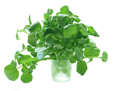 Salad Watercress Nasturtium Officinale Seeds