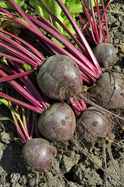 Beetroot Boltardy Seeds