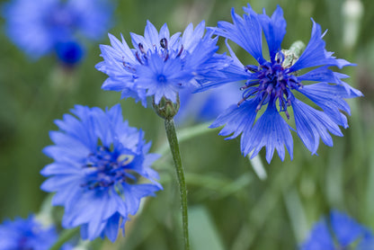 Cornflower Seeds