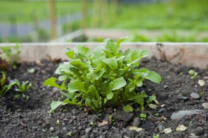 Organic Wild Rocket Seeds