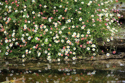 Erigeron Karvinskianus Profusion Seeds
