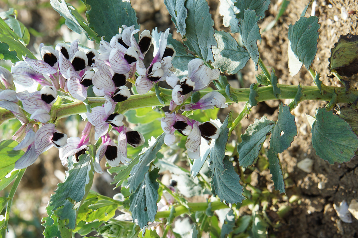 Broad Bean The Sutton Dwarf Seeds