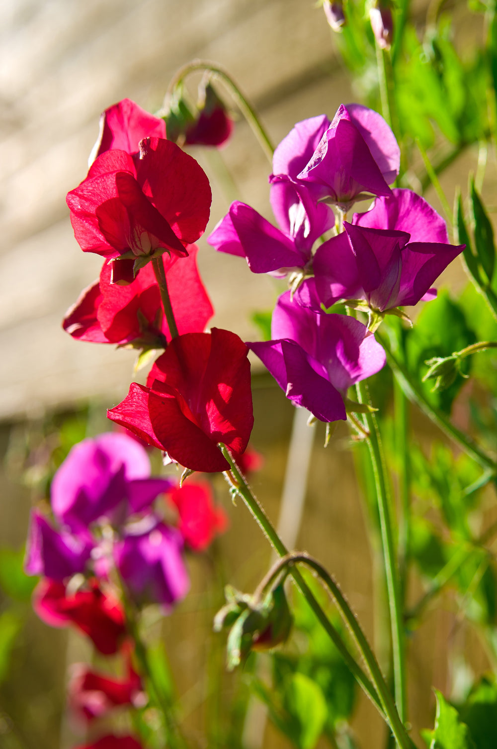 Sweet Peas