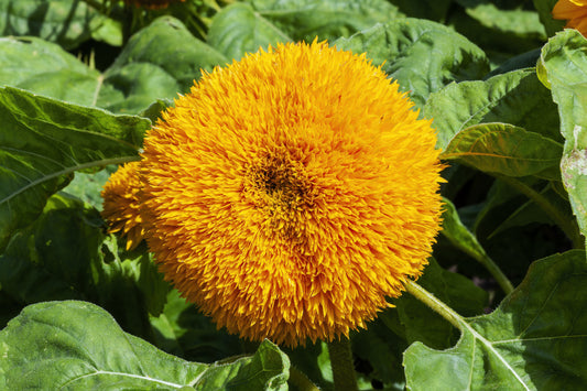Sunflower Dwarf Teddy Bear Seeds