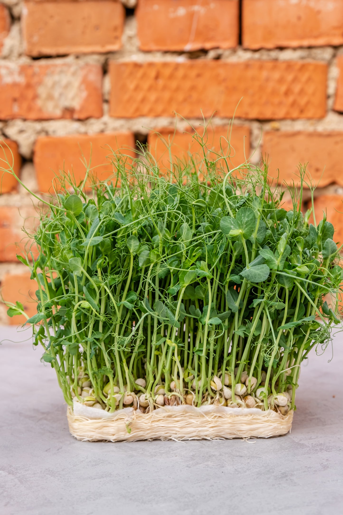 Salad Pea Shoots Sprouting Pea - Serge Seeds