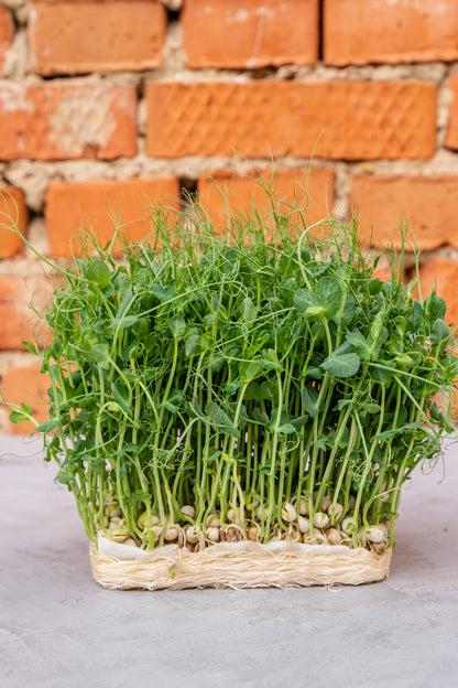 Salad Pea Shoots Sprouting Pea - Serge Seeds