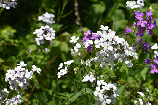 Sweet Rocket Hesperis Matronalis Seeds