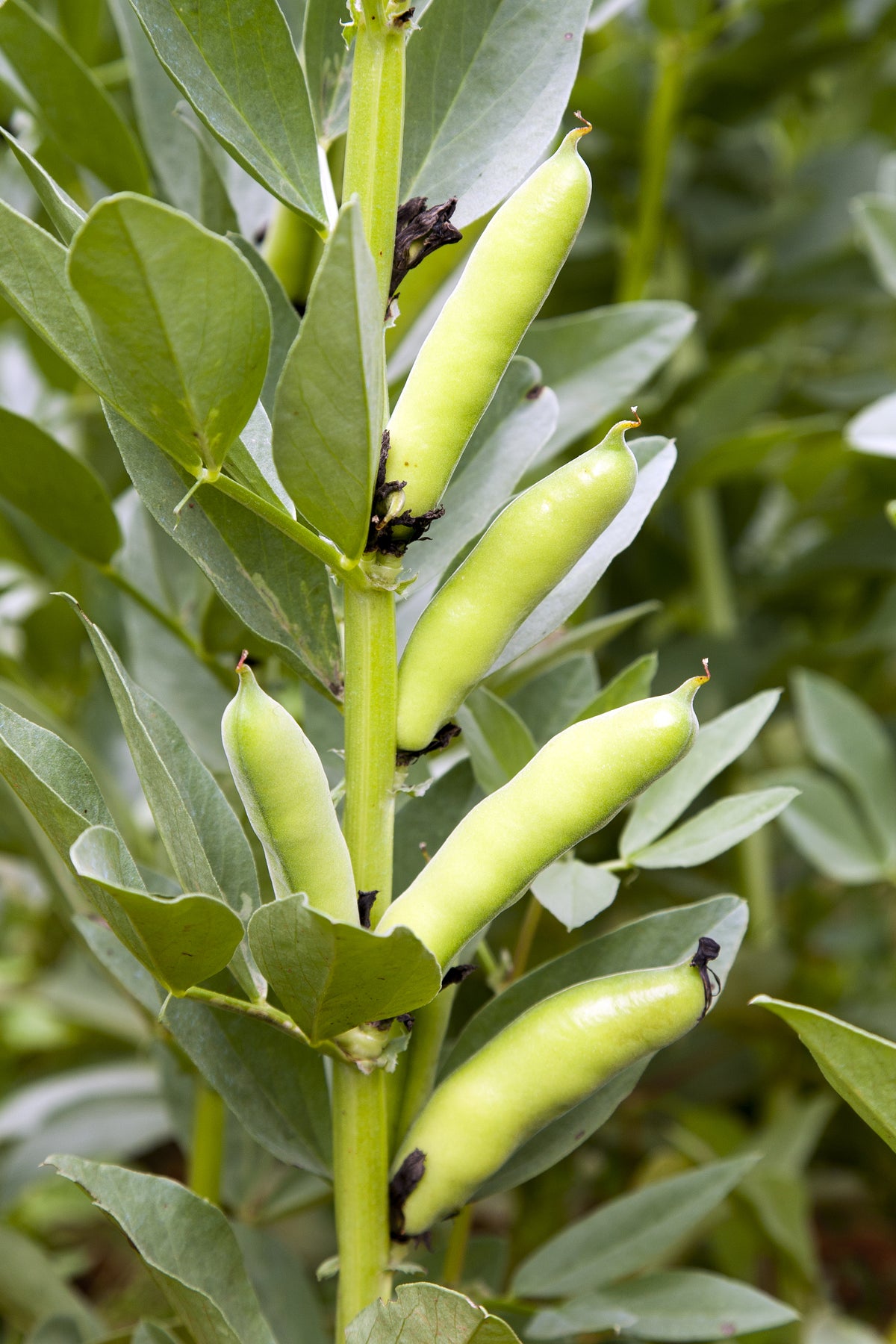 Broad Bean Aquadulce Claudia Seeds