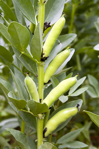 Broad Bean Aquadulce Claudia Seeds
