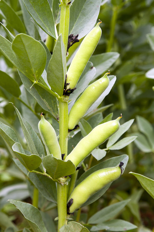 Broad Bean Aquadulce Claudia Seeds