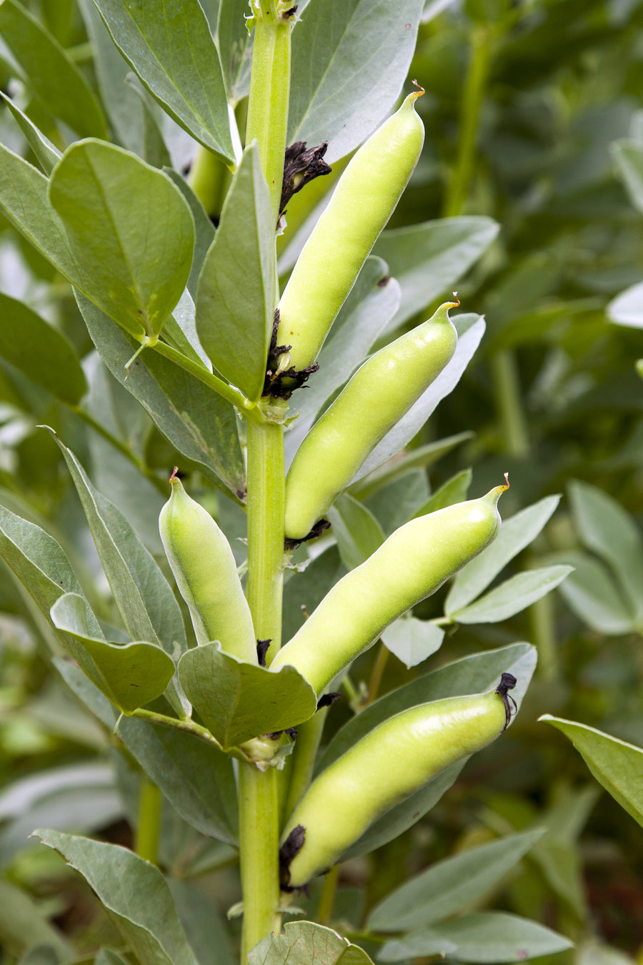 Broad Bean Aquadulce Claudia Seeds