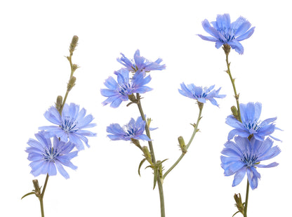 Wild Flower Chicory Cichorium Intybus Seeds
