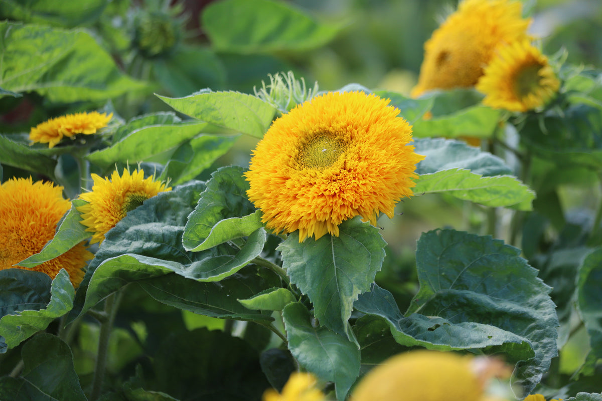 Sunflower Dwarf Teddy Bear Seeds