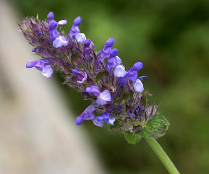 Catmint Nepeta cataria Seeds – Catnip Herb