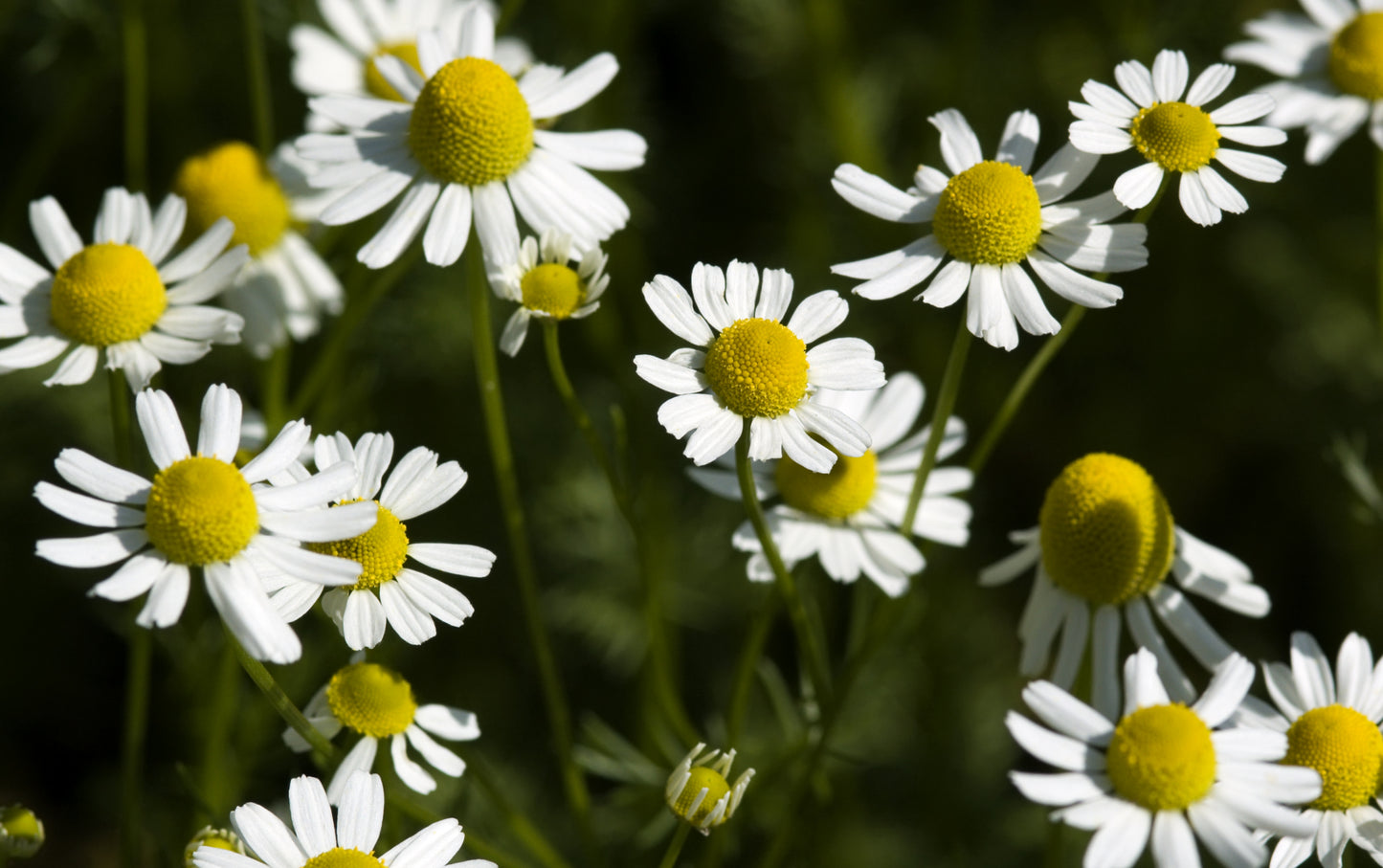 Green Feverfew Seeds