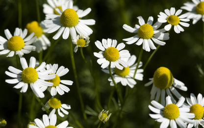 Green Feverfew Seeds