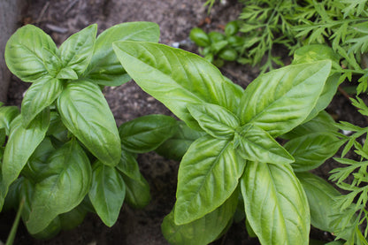 Basil Sweet Genovese Seeds