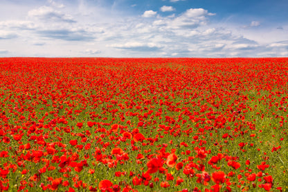 Red Field (Flanders) Poppy Seeds