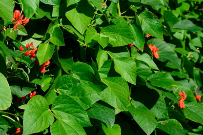Runner Bean Scarlet Emperor Seeds
